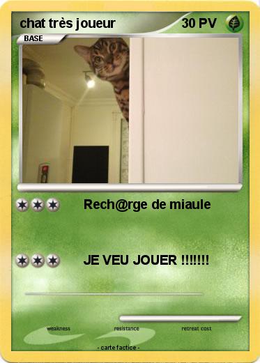 Pokemon chat très joueur