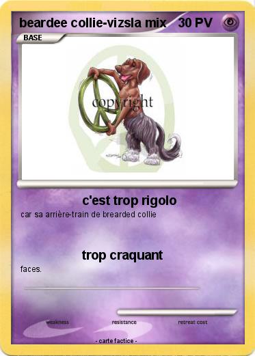 Pokemon beardee collie-vizsla mix