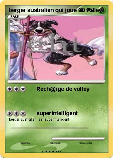 Pokemon berger australien qui joue au volley