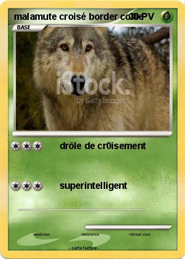 Pokemon malamute croisé border collie