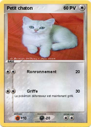 Pokemon Petit chaton