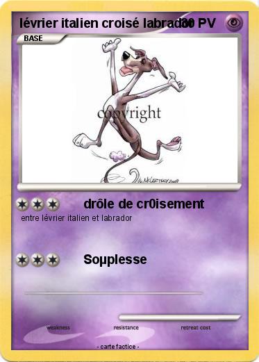 Pokemon lévrier italien croisé labrador