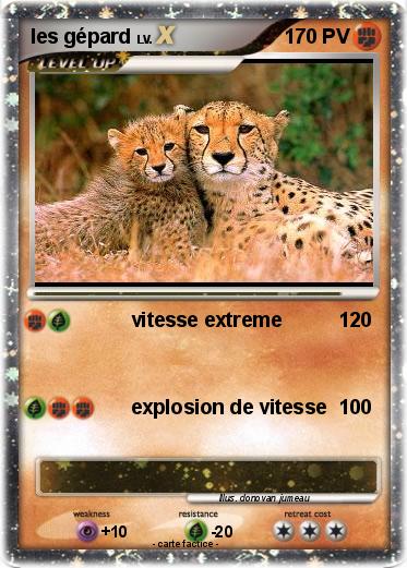 Pokemon les gépard