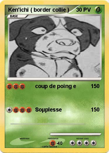 Pokemon Ken'ichi ( border collie )