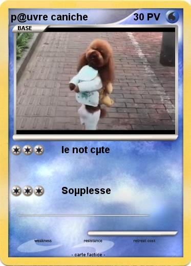 Pokemon p@uvre caniche