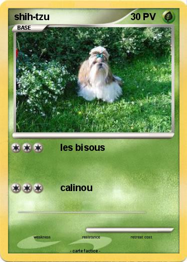 Pokemon shih-tzu