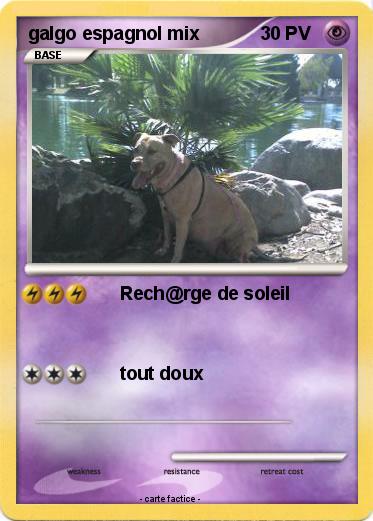Pokemon galgo espagnol mix