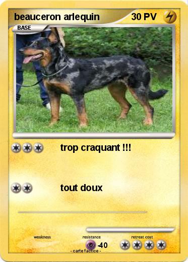 Pokemon beauceron arlequin