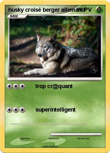 Pokemon husky croisé berger allemand