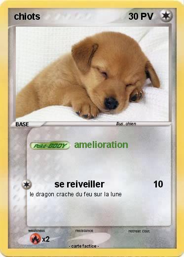 Pokemon chiots