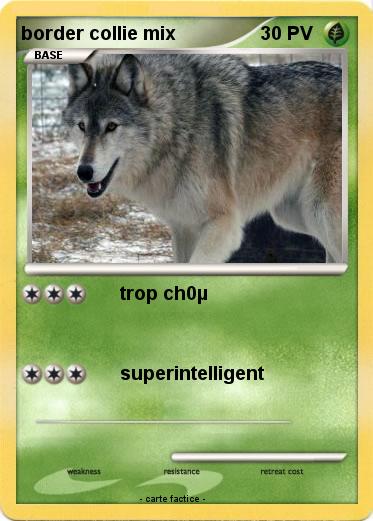 Pokemon border collie mix