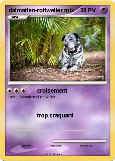 Pokemon dalmatien-rottweiler mix
