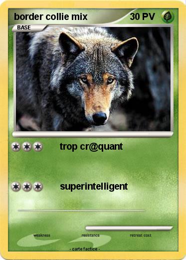 Pokemon border collie mix