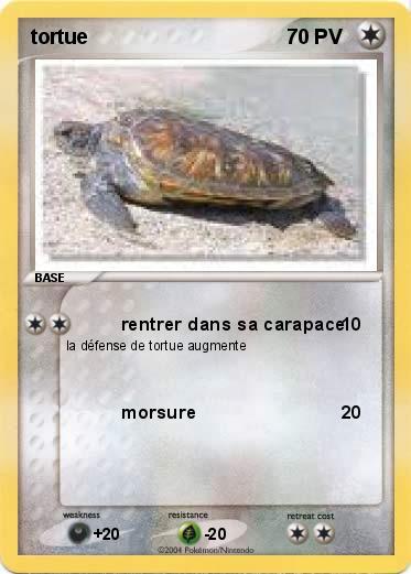 Pokemon tortue