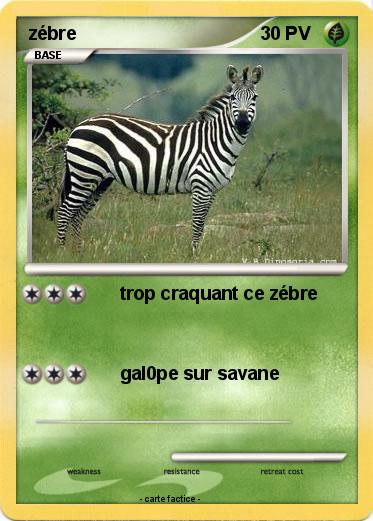 Pokemon zébre