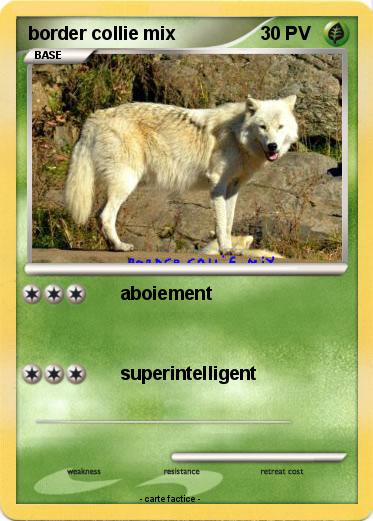 Pokemon border collie mix