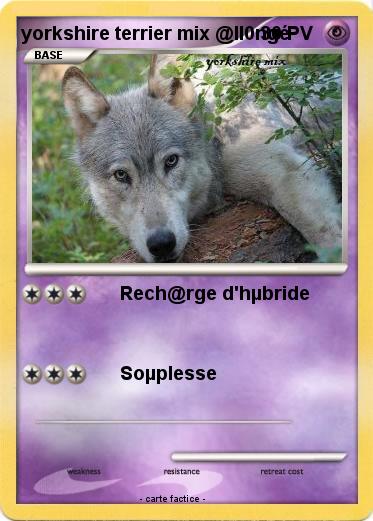 Pokemon yorkshire terrier mix @ll0ngé