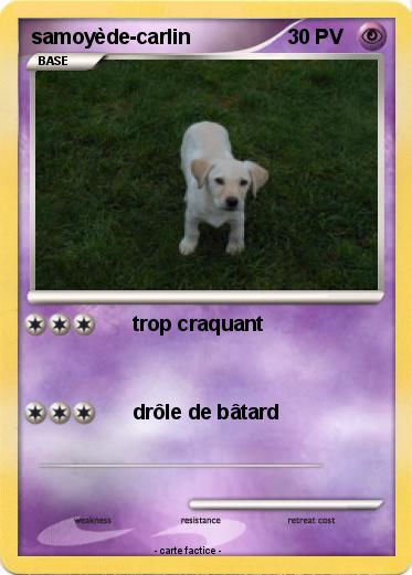 Pokemon samoyède-carlin