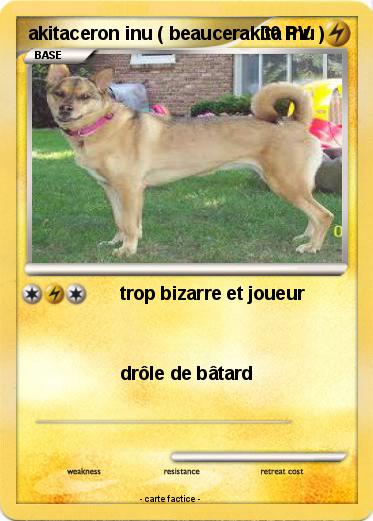Pokemon akitaceron inu ( beaucerakita inu )