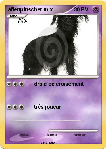 Pokemon affenpinscher mix