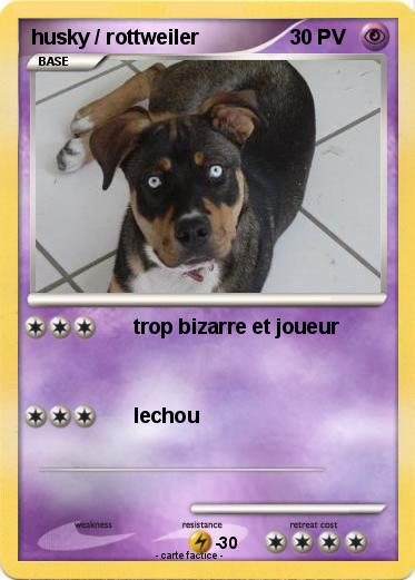 Pokemon husky / rottweiler
