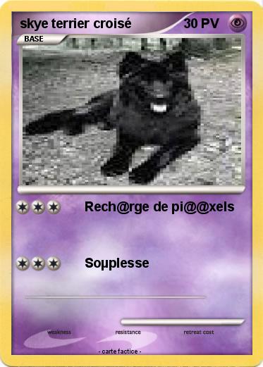 Pokemon skye terrier croisé
