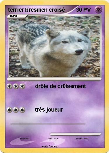 Pokemon terrier bresilien croisé