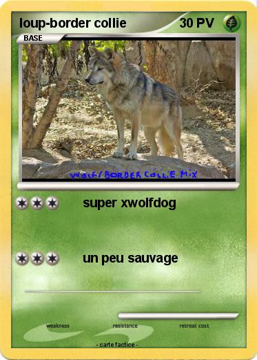 Pokemon loup-border collie