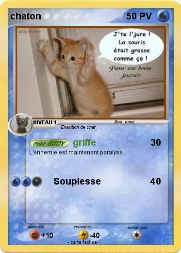 Pokemon chaton