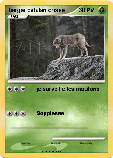 Pokemon berger catalan croisé