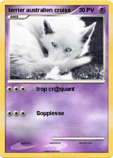 Pokemon terrier australien croisé