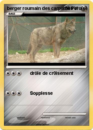 Pokemon berger roumain des carpathes croisé