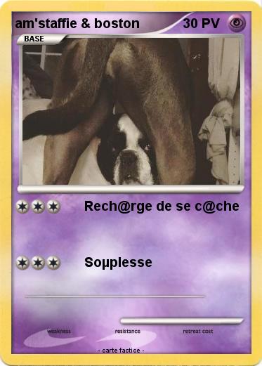 Pokemon am'staffie & boston