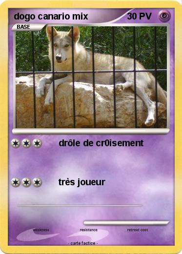 Pokemon dogo canario mix