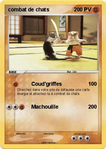 Pokemon combat de chats