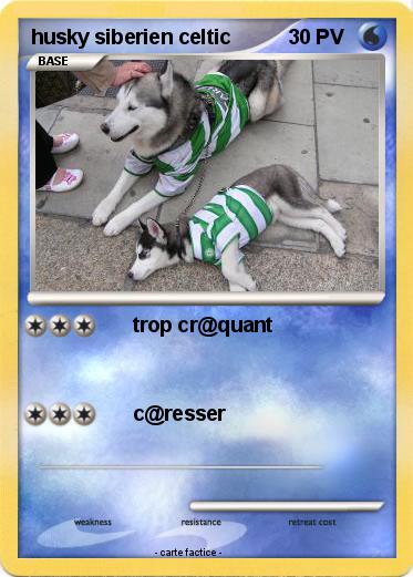 Pokemon husky siberien celtic