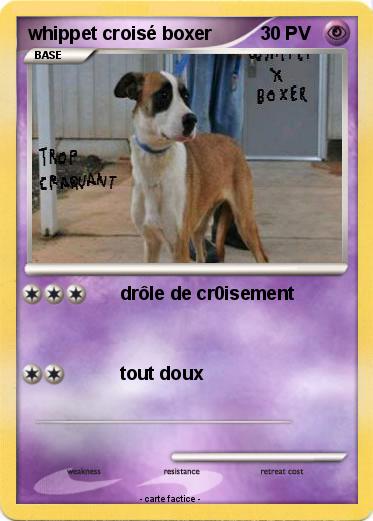 Pokemon whippet croisé boxer