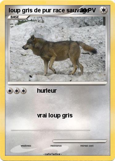 Pokemon loup gris de pur race sauvage