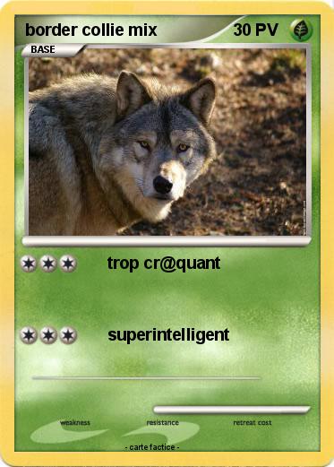 Pokemon border collie mix