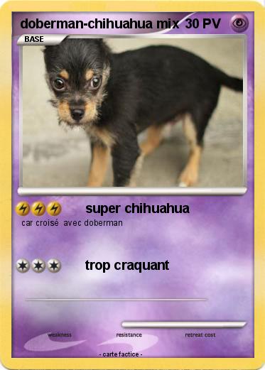 Pokemon doberman-chihuahua mix