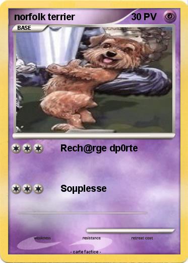 Pokemon norfolk terrier