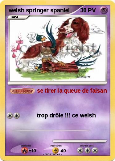 Pokemon welsh springer spaniel