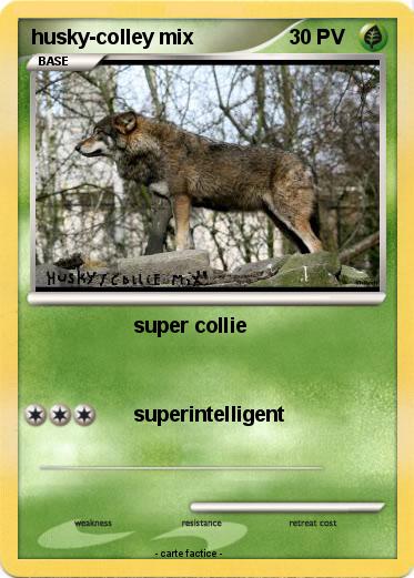 Pokemon husky-colley mix