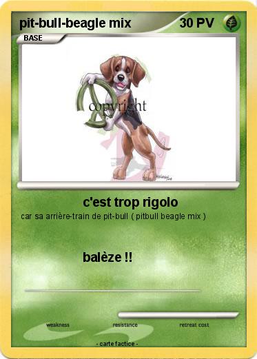 Pokemon pit-bull-beagle mix