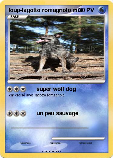 Pokemon loup-lagotto romagnolo mix
