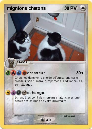 Pokemon mignions chatons