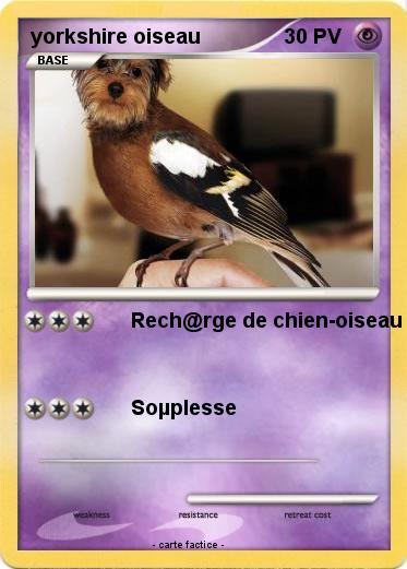 Pokemon yorkshire oiseau