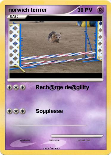 Pokemon norwich terrier
