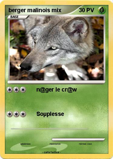 Pokemon berger malinois mix