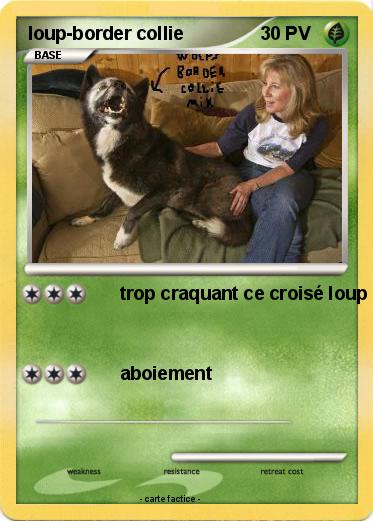 Pokemon loup-border collie